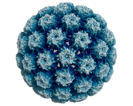 ryo-electron microscopy structure of the human papillomavirus type 16 major capsid protein.
